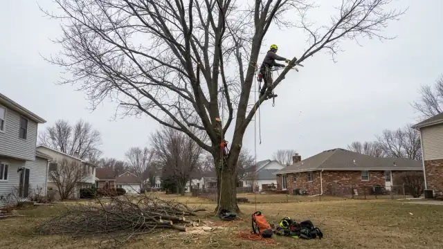 Arborist pruning branches of a large dormant deciduous tree in late winter